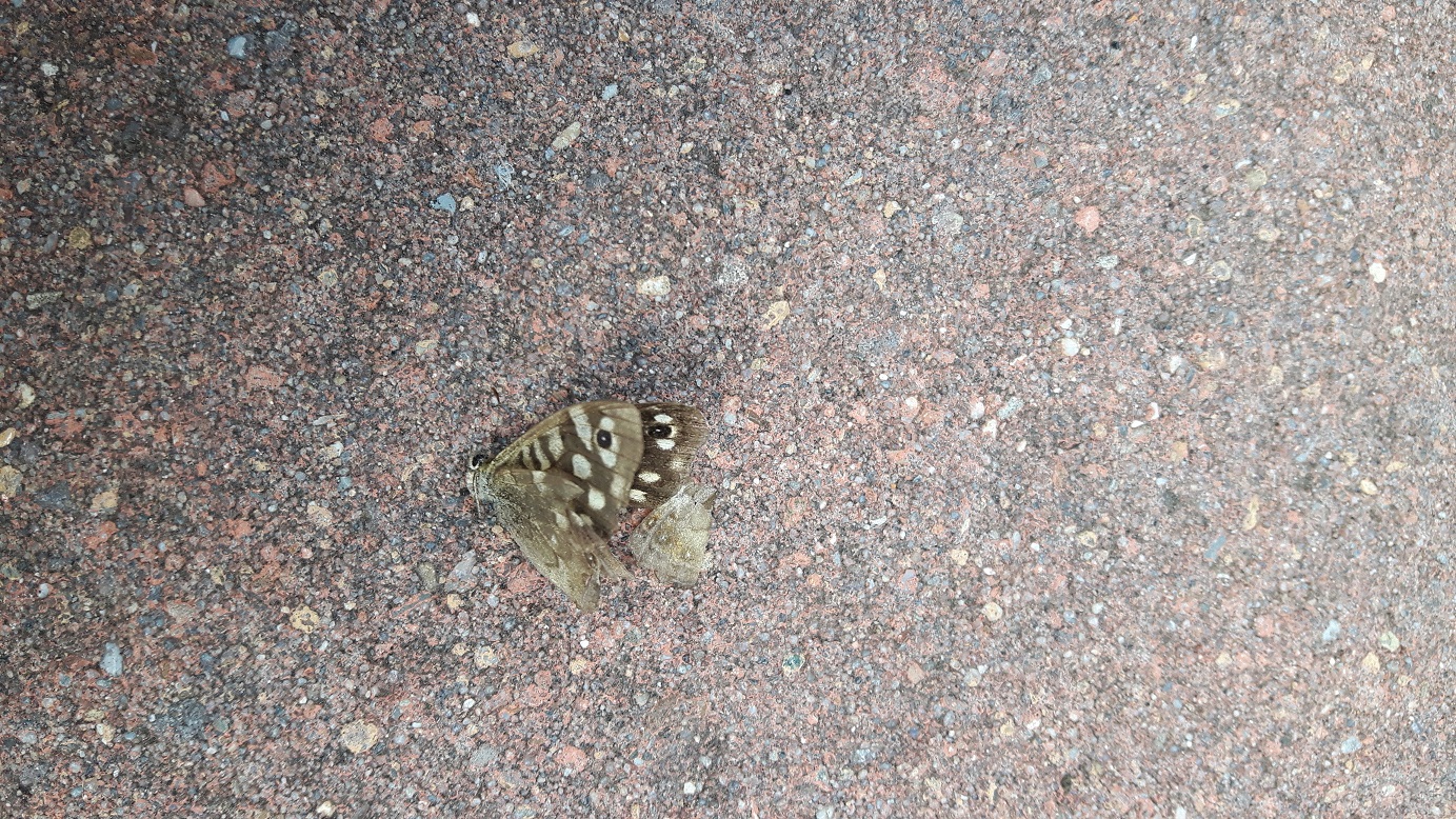 Welke vlinder is dit?